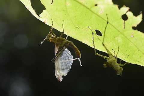 Orthoptera ? from Chae Son National park.Thailand Geotagged,Spring,Thailand