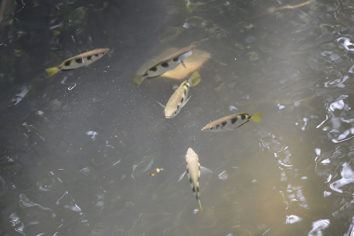 Archer fish, Blowpipe fish from Chumphon province. Big family Geotagged,Spring,Thailand