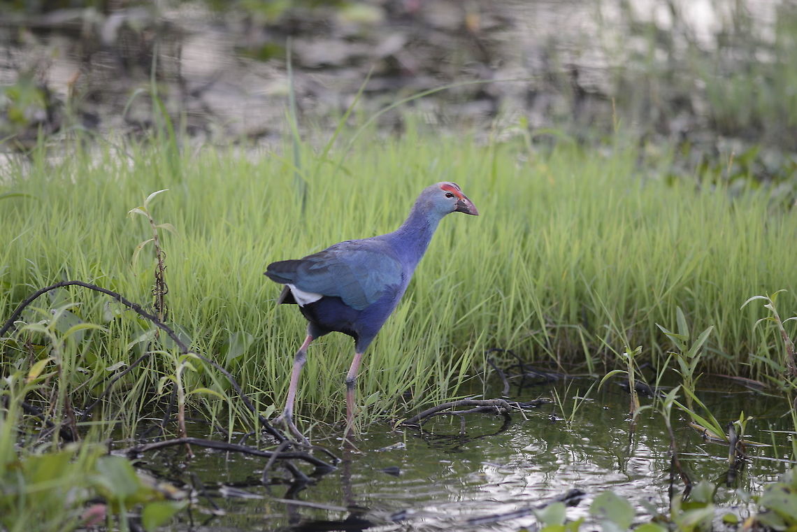 Purple Swamphen Nong bong khai non-hunting area(Chiang Sane Lake).Chiang-Rai Thailand Geotagged,Grey-headed swamphen,Porphyrio poliocephalus,Thailand,Winter