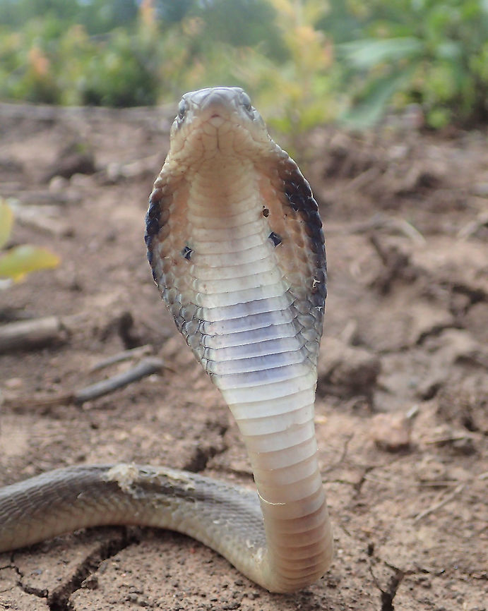 Naja siamensis/Indo-Chinese cobra The baby snake is molting.found Lampang province.Thailand Geotagged,Indochinese spitting cobra,Naja siamensis,Thailand