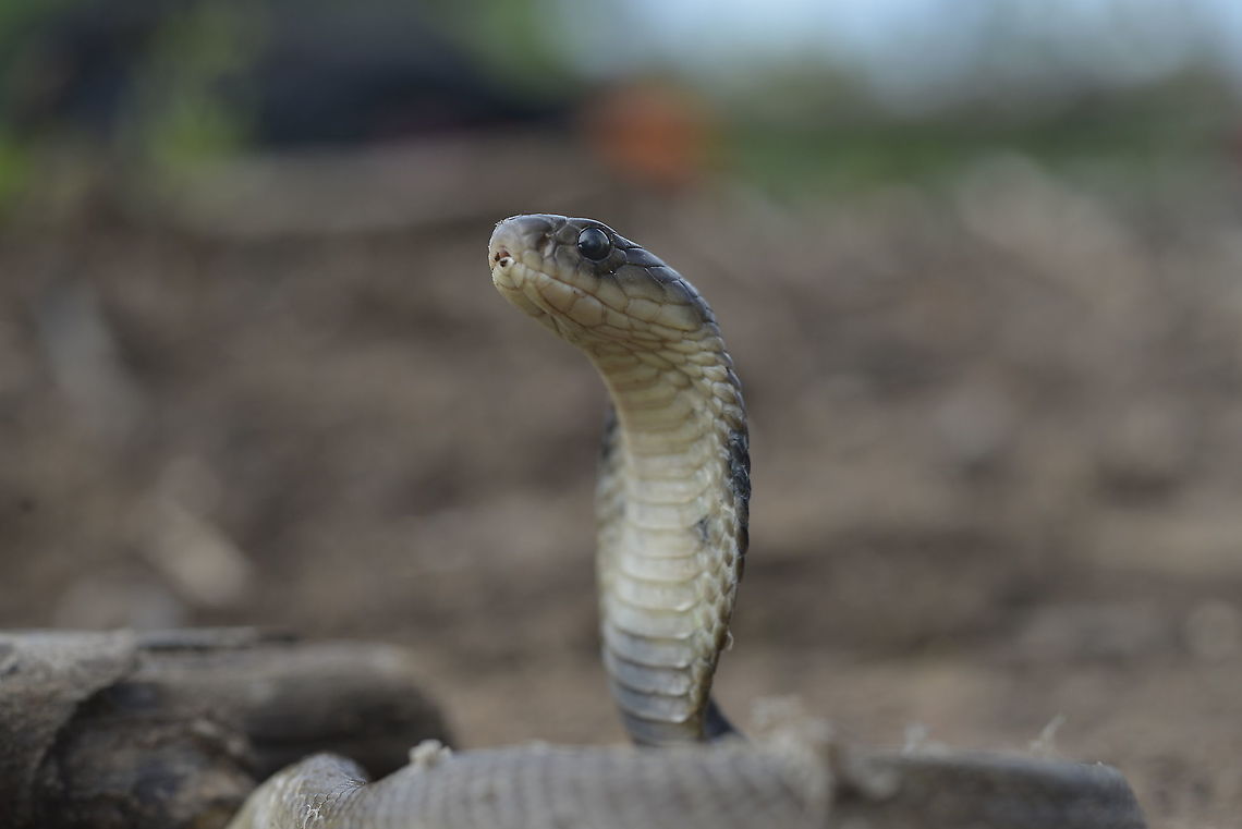Naja siamensis/Indo-Chinese cobra  Geotagged,Indochinese spitting cobra,Naja siamensis,Summer,Thailand