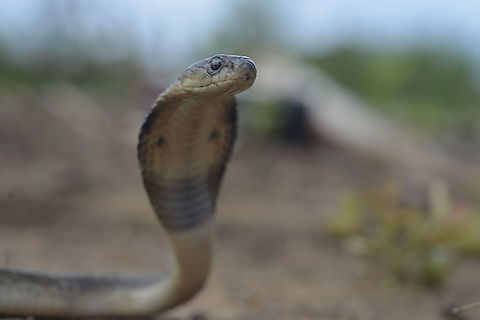 Naja siamensis/Indo-Chinese cobra  Geotagged,Indochinese spitting cobra,Naja siamensis,Summer,Thailand