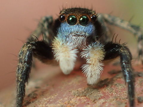 Stenaelurillus from Lampang Province.Thailand Geotagged,Platycryptus undatus,Summer,Tan Jumping Spider,Thailand
