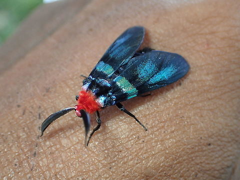 Callizygaena ada. Callizygaena ada. Family:Zygaenidae
from Lampang Province.Thailand. Geotagged,Summer,Thailand