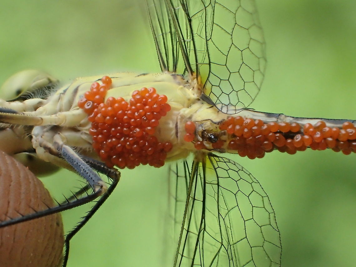 parasitic water mite on Diplacodes trivialis from Lampang province Thailand<br />
parasitic larvae of Trombidiformes: Arrenuridae Geotagged,Spring,Thailand