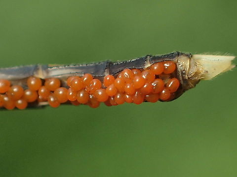 parasitic water mite on Diplacodes trivialis from Lampang province Thailand
parasitic larvae of Trombidiformes: Arrenuridae Geotagged,Spring,Thailand
