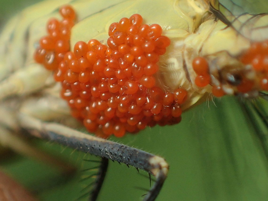 parasitic water mite on Diplacodes trivialis from Lampang province Thailand<br />
parasitic larvae of Trombidiformes: Arrenuridae Geotagged,Spring,Thailand