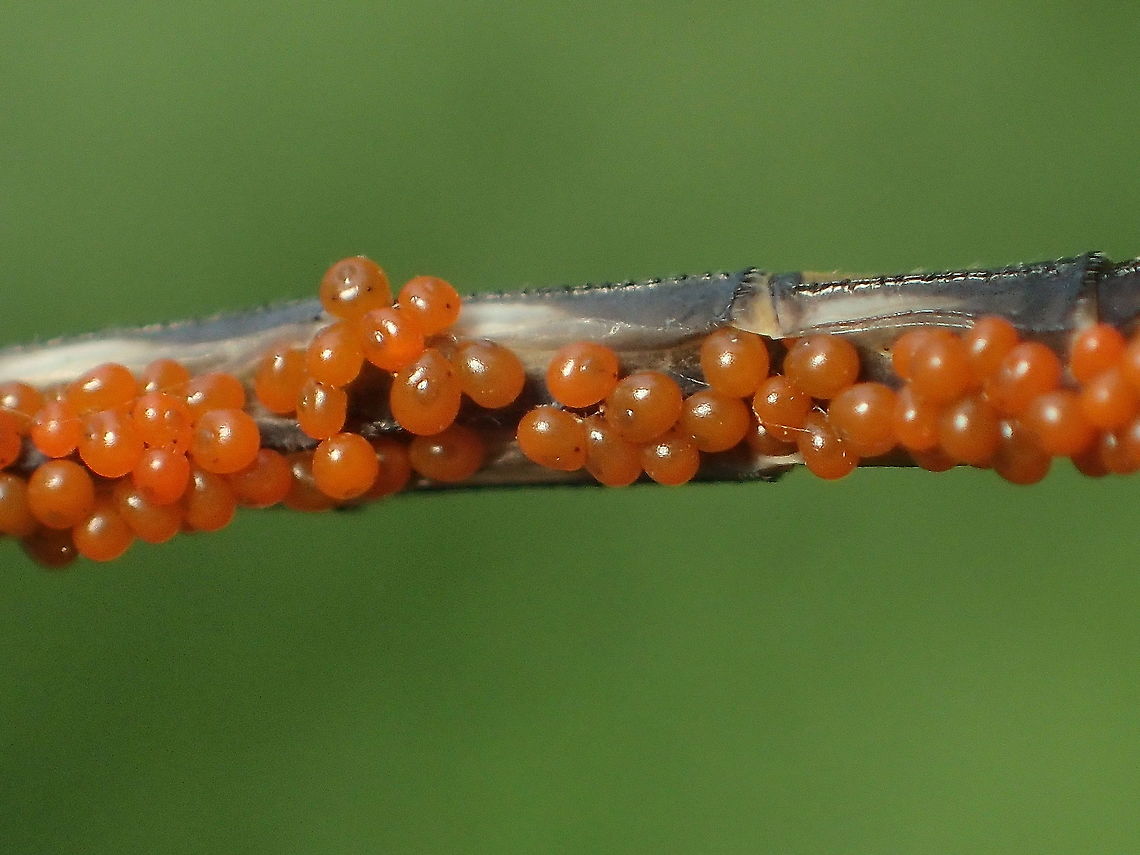 parasitic water mite on Diplacodes trivialis from Lampang province Thailand<br />
parasitic larvae of Trombidiformes: Arrenuridae