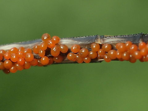 parasitic water mite on Diplacodes trivialis from Lampang province Thailand
parasitic larvae of Trombidiformes: Arrenuridae