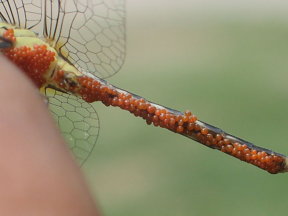 parasitic water mite on Diplacodes trivialis from Lampang province Thailand<br />
parasitic larvae of Trombidiformes: Arrenuridae Geotagged,Spring,Thailand