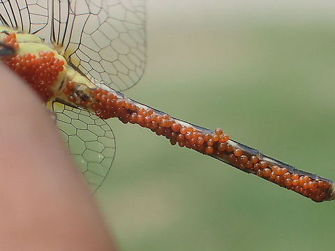 parasitic water mite on Diplacodes trivialis from Lampang province Thailand
parasitic larvae of Trombidiformes: Arrenuridae Geotagged,Spring,Thailand