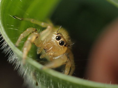 Thyene sp. From Lamphang province Thailand Geotagged,Green jumping spider,Mopsus mormon,Spring,Thailand