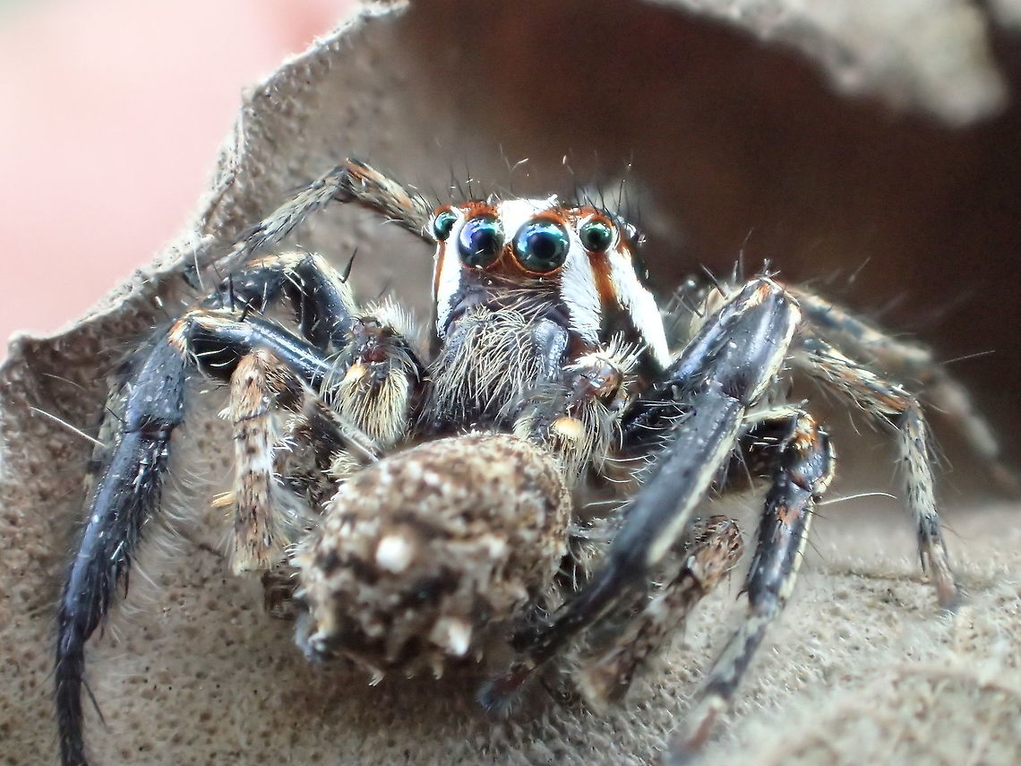 Plexippus​ From Lamphang province Thailand Geotagged,Spring,Thailand