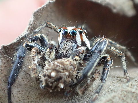 Plexippus​ From Lamphang province Thailand Geotagged,Spring,Thailand