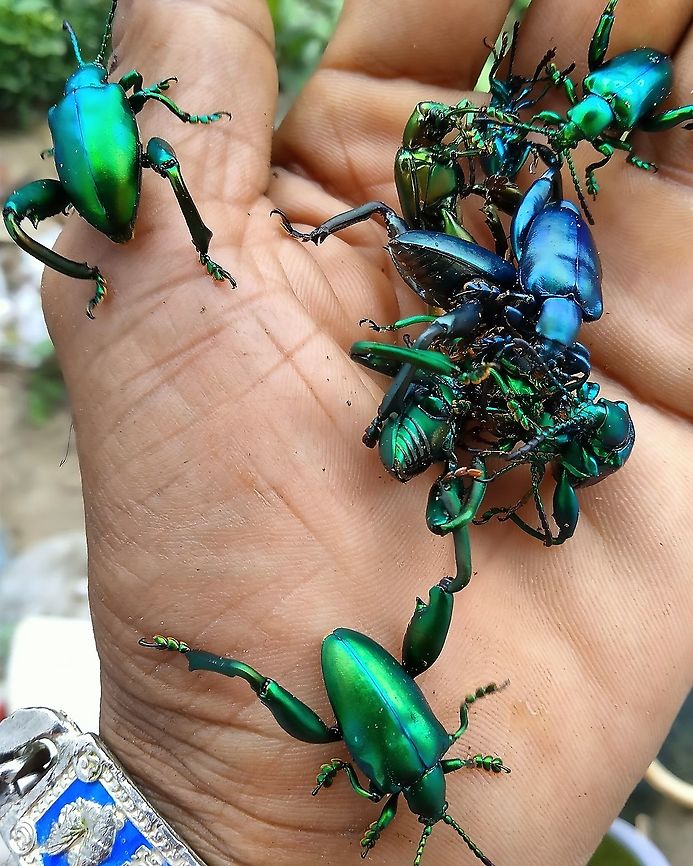 Frog-legged leaf beetle from Lamphang province Thailand Geotagged,Sagra buqueti,Thailand