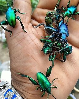 Frog-legged leaf beetle from Lamphang province Thailand Geotagged,Sagra buqueti,Thailand