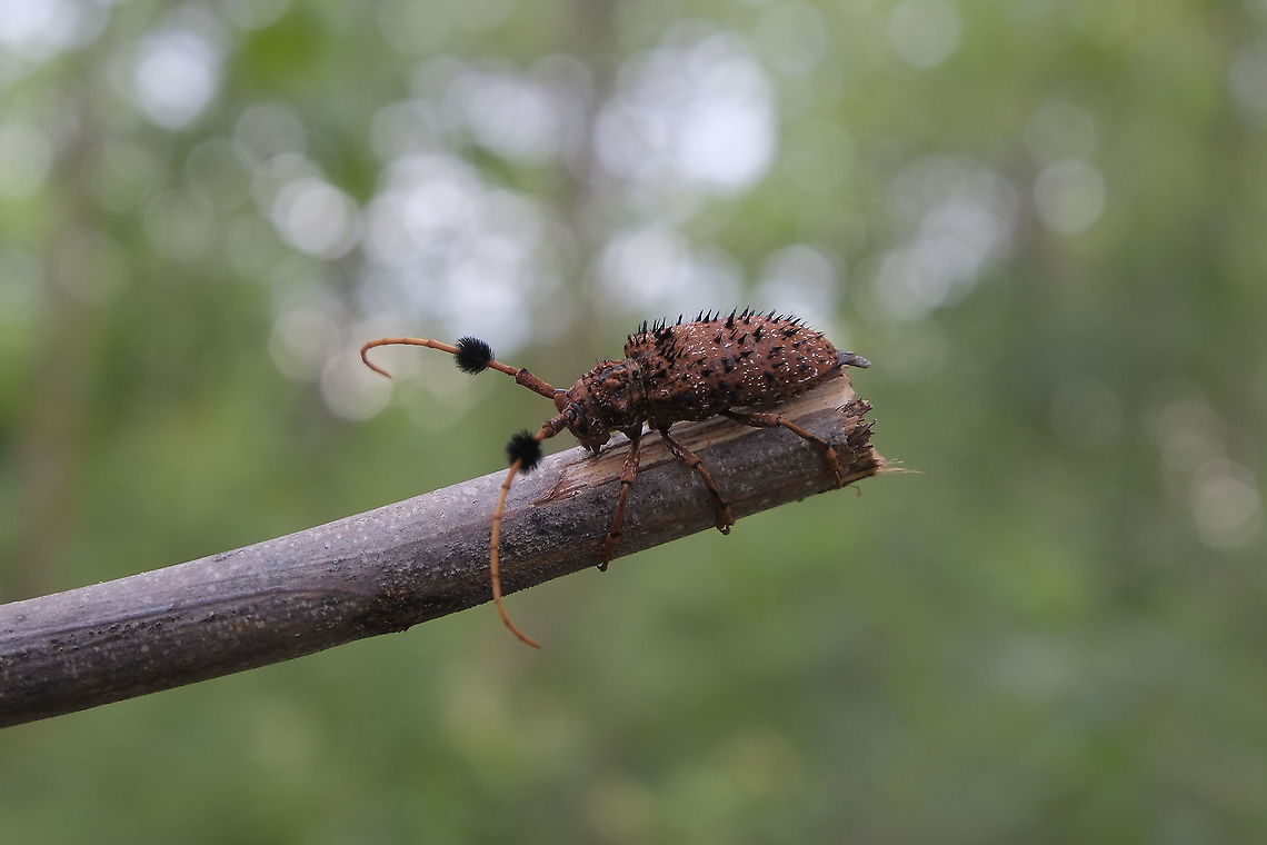 Aristobia horridula from Lamphang province Thailand  Aristobia horridula,Geotagged,Summer,Thailand