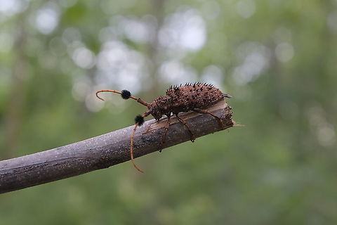 Aristobia horridula from Lamphang province Thailand  Aristobia horridula,Geotagged,Summer,Thailand