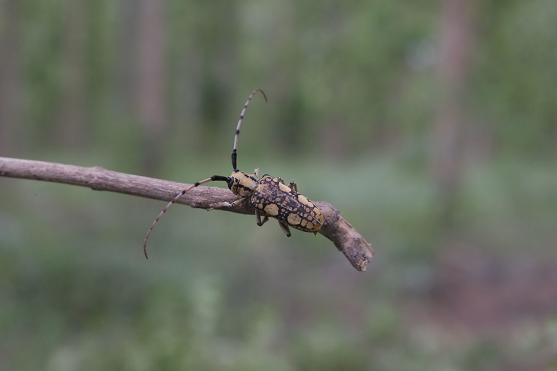 Cremnosterna carissima from Lamphang province Thailand  Cremnosterna carissima,Geotagged,Summer,Thailand