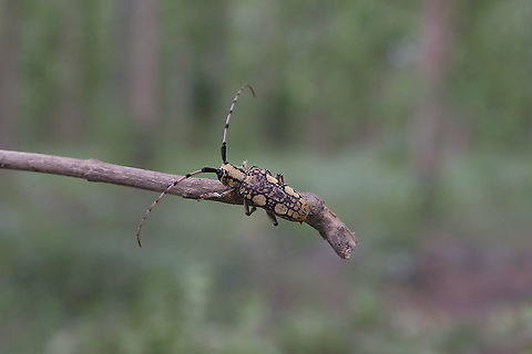 Cremnosterna carissima from Lamphang province Thailand  Cremnosterna carissima,Geotagged,Summer,Thailand