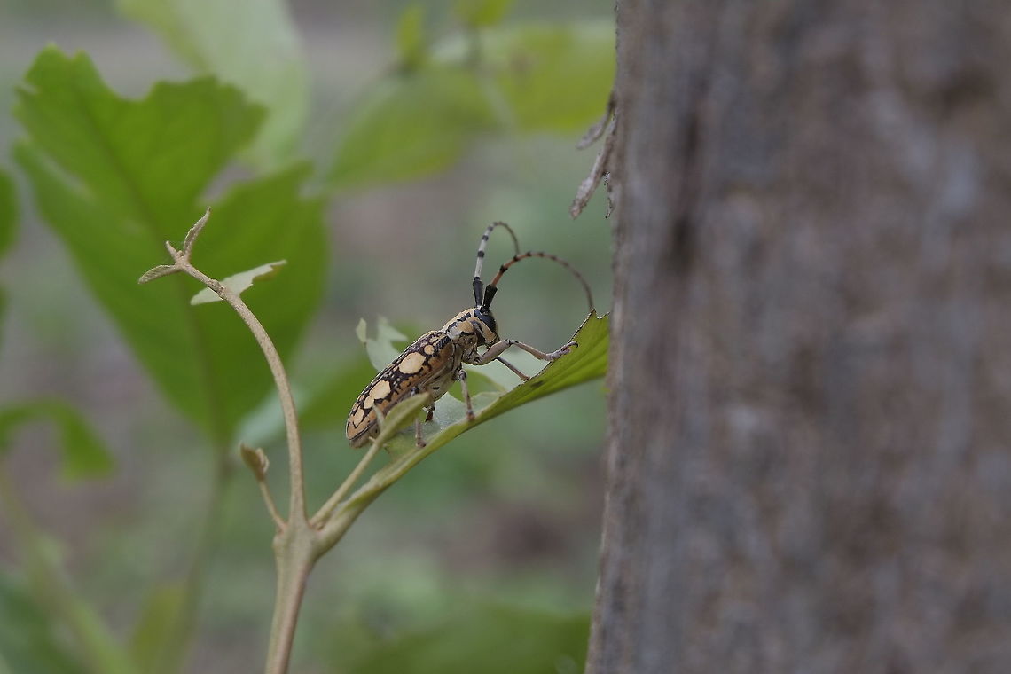 Cremnosterna carissima from Lamphang province Thailand  Cremnosterna carissima,Geotagged,Summer,Thailand