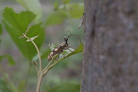 Cremnosterna carissima from Lamphang province Thailand  Cremnosterna carissima,Geotagged,Summer,Thailand