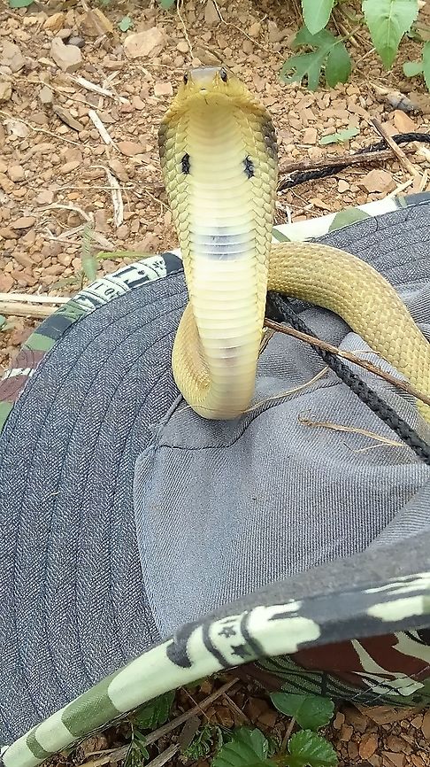 Naja siamensis <br />
Naja siamensis <br />
Ko Kha/Lampang Thailand<br />
 Indochinese spitting cobra,Naja siamensis