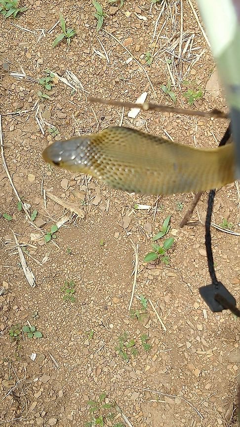 Naja siamensis <br />
Naja siamensis <br />
Ko Kha/Lampang Thailand<br />
 Indochinese spitting cobra,Naja siamensis