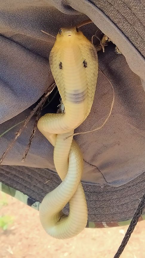 Naja siamensis <br />
Naja siamensis <br />
Ko Kha/Lampang Thailand Indochinese spitting cobra,Naja siamensis