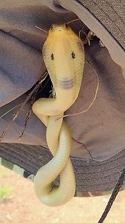 Naja siamensis 
Naja siamensis 
Ko Kha/Lampang Thailand Indochinese spitting cobra,Naja siamensis