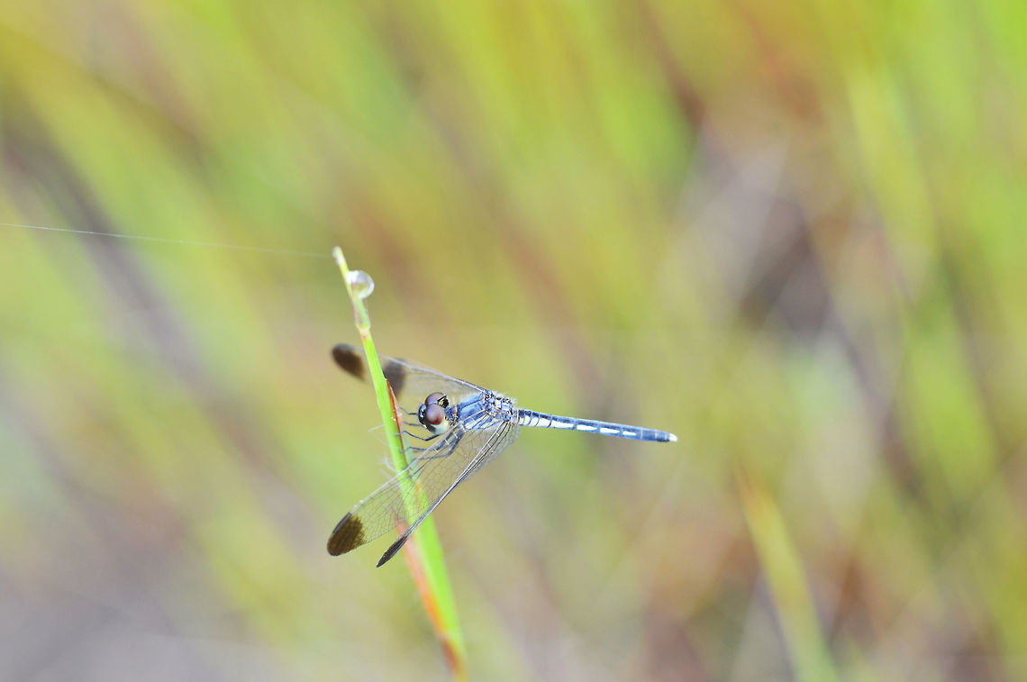 Diplacodes nebulosa dragonfly from Thailand  Black-tipped Percher,Diplacodes nebulosa,Fall,Geotagged,Thailand
