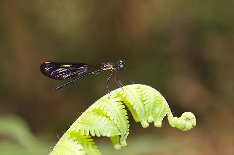 Aristocypha fenestrella young male color of dragonfly can change with age.
from doichiangdao north in Thailand Geotagged,Peacock Jewel,Rhinocypha fenestrella,Spring,Thailand