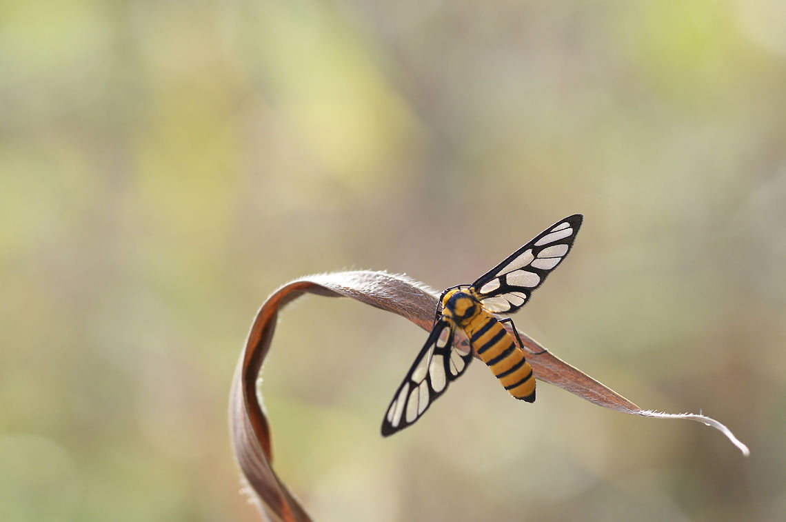 Tiger Grass Borer ? I'm not sure Tiger Grass Borer ? <br />
from north in Thailand Amata,Erebidae,Geotagged,Lepidoptera,Moth,Noctuoidea,Spring,Thailand