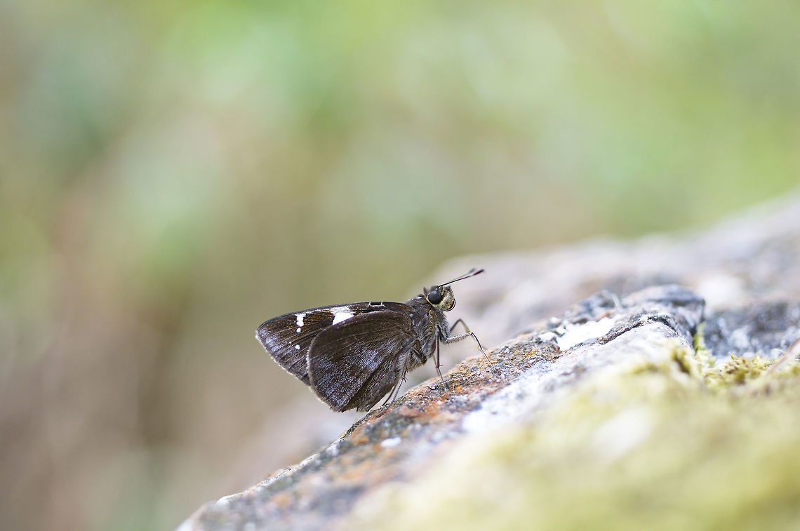 Spotted Demon butterfly from doichaingdao Thailand Geotagged,Notocrypta feisthamelii,Spotted Demon,Spring,Thailand