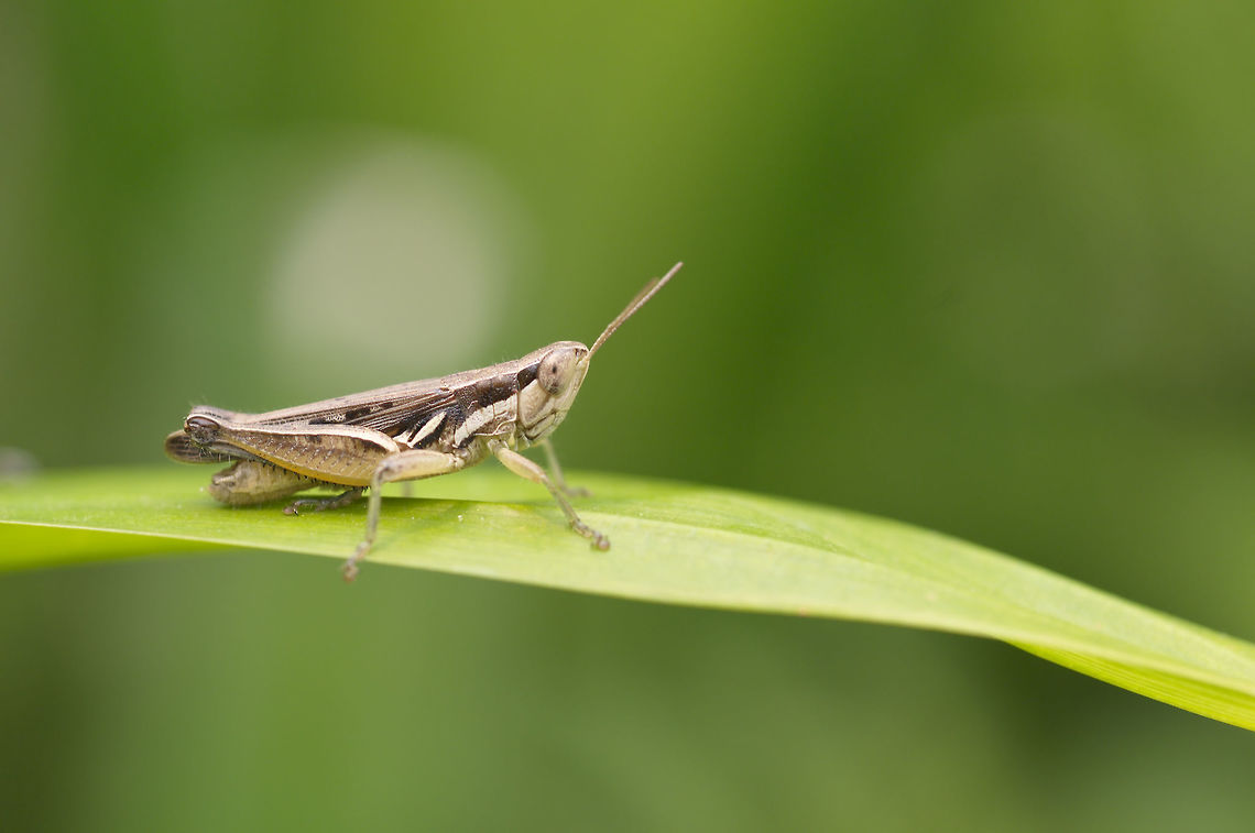 grasshopper ( Spathosternum)  Geotagged,Spring,Thailand