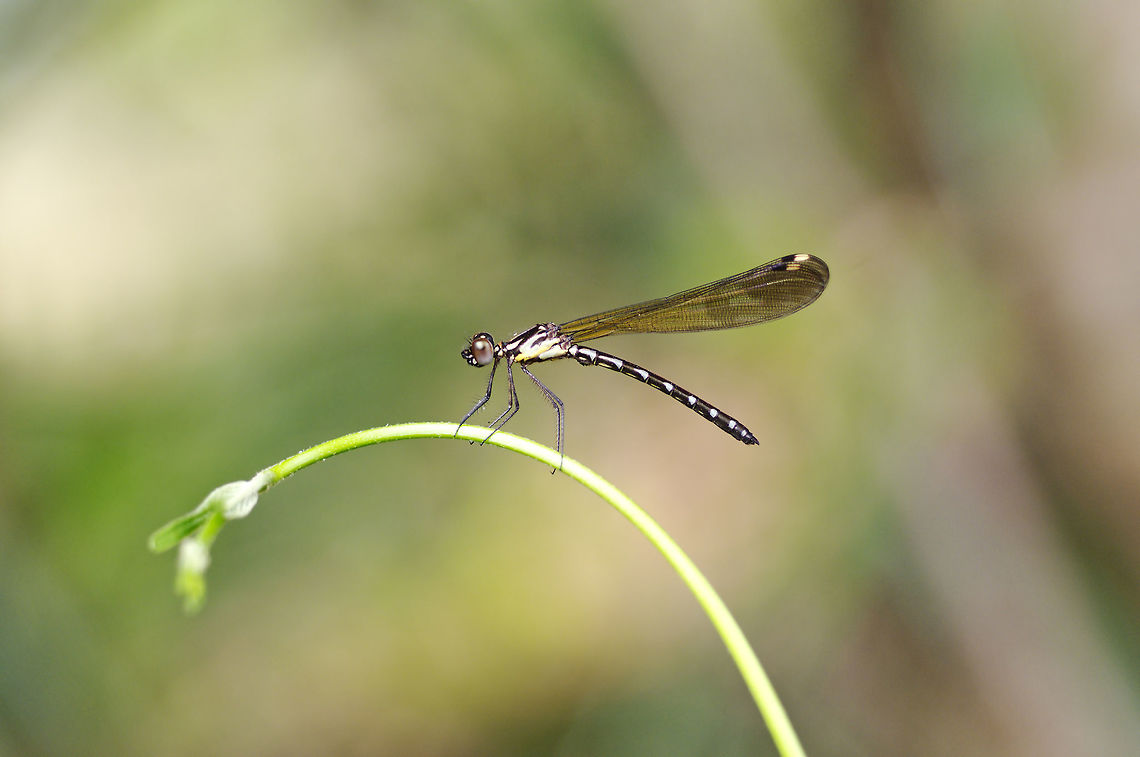 Rhinocypha perforata limbata Selys, 1879  (young male) from Chantaburi province.Eastern Thailand Common blue jewel,Geotagged,Rhinocypha perforata,Spring,Thailand