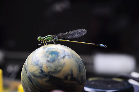 Ischnura senegalensis. Hello Humans on Earth tonight dragonfly came in my home. 
and now I keep@safe him from lizard
Tomorrow will be flying off to a new life in this world again.
...from pattaya Thailand Geotagged,Ischnura senegalensis,Spring,Thailand