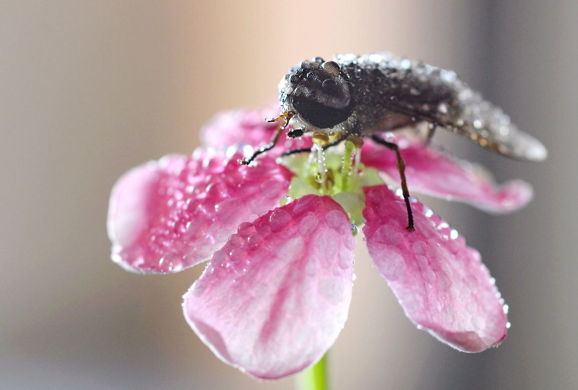 hungry.... Horse Fly (Tabanus Melanocerus)<br />
from Pattaya Thailand Geotagged,Spring,Tabanus melanocerus,Thailand