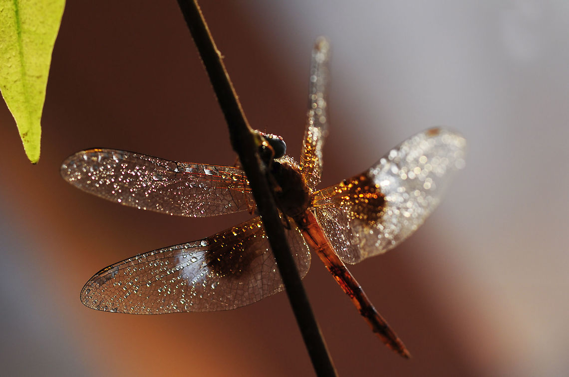 daimond wing of Tholymis tillarga (Fabricius, 1798) This morning  after rain  I capture it <br />
I think it was a good time for photographers to shoot dragonflies and water drops.<br />
from pattaya Thailand Geotagged,Spring,Thailand,Tholymis tillarga