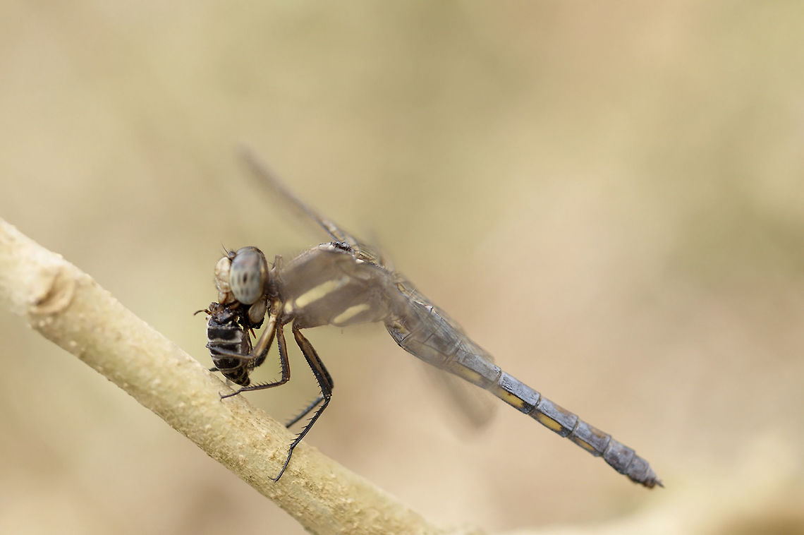 Orthetrum glaucum eating bee from Chiang Mai Thailand Geotagged,Orthetrum glaucum,Spring,Thailand