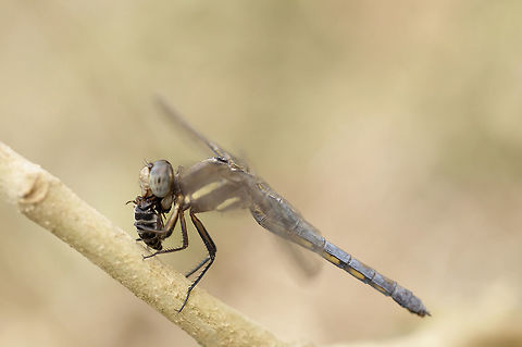 Orthetrum glaucum eating bee from Chiang Mai Thailand Geotagged,Orthetrum glaucum,Spring,Thailand
