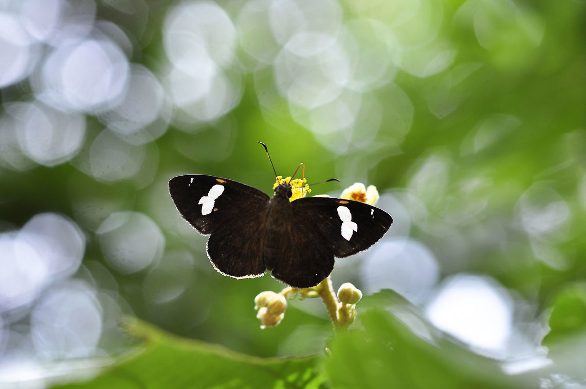 White Banded Flat Celaenorrhinus asmara consertus de Nic&eacute;ville, 1890 : White Banded Flat<br />
from Pang Si Da National Park Thailand Celaenorrhinus asmara,Geotagged,Summer,Thailand,White-banded Flat