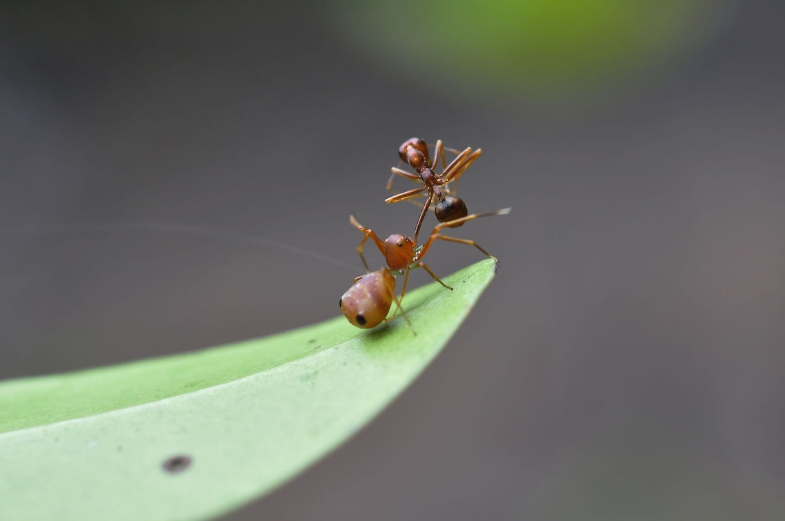 ant-mimic spiders vs ant the spider name  ant-mimic spiders (maybe) kill and for eat<br />
from Pang Si Da National Park Thailand Amyciaea lineatipes,Geotagged,Summer,Thailand