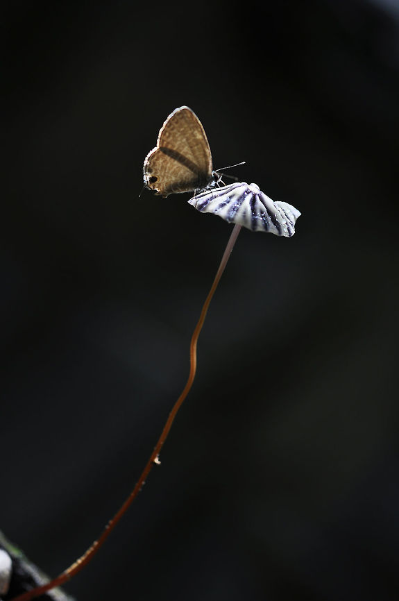 Marasmius purpureostriatus & small butterfly from Pang Si Da National Park<br />
Thailand Geotagged,Marasmius purpureostriatus,Summer,Thailand