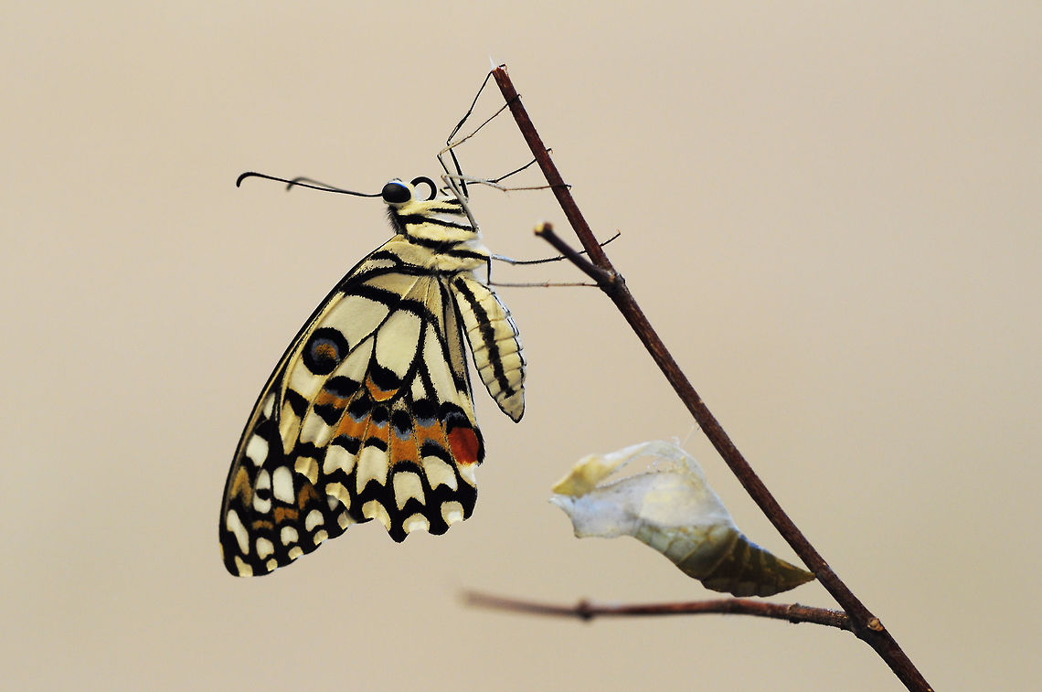 Papilio demoleus malayanus Wallace, 1865 : Lime Butterfly new burn of butterfly<br />
from Pattaya Thailand Common Lime Butterfly,Geotagged,Papilio demoleus,Summer,Thailand