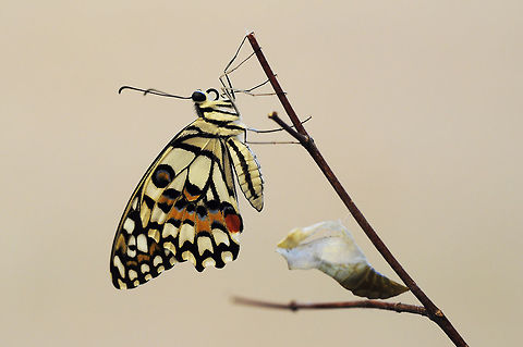 Papilio demoleus malayanus Wallace, 1865 : Lime Butterfly new burn of butterfly
from Pattaya Thailand Common Lime Butterfly,Geotagged,Papilio demoleus,Summer,Thailand