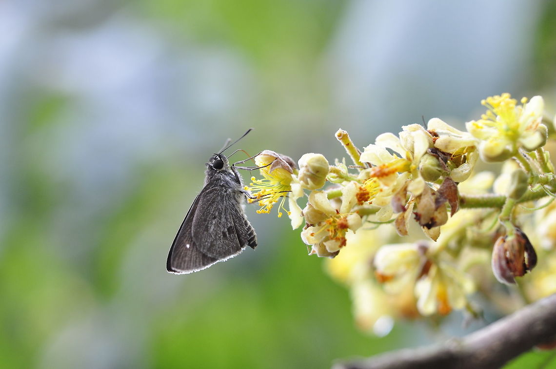 Suastus minutus aditia from Pang Si Da National Park Thailand Geotagged,Suastus minutus aditia,Summer,Thailand