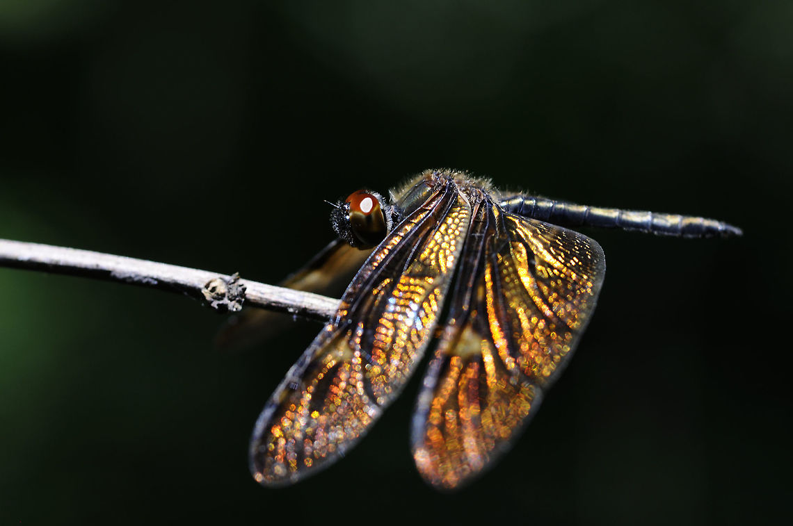 Rhyothemis obsolescens Kirby, 1889 from Pang Si Da National Park Thailand Bronze Flutterer,Geotagged,Rhyothemis obsolescens,Summer,Thailand