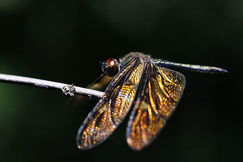 Rhyothemis obsolescens Kirby, 1889 from Pang Si Da National Park Thailand Bronze Flutterer,Geotagged,Rhyothemis obsolescens,Summer,Thailand