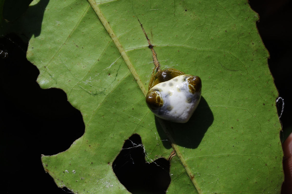 Cyrtarachne bufo small spider from Pang Si Da National Park Thailand Cyrtarachne bufo,Geotagged,Summer,Thailand